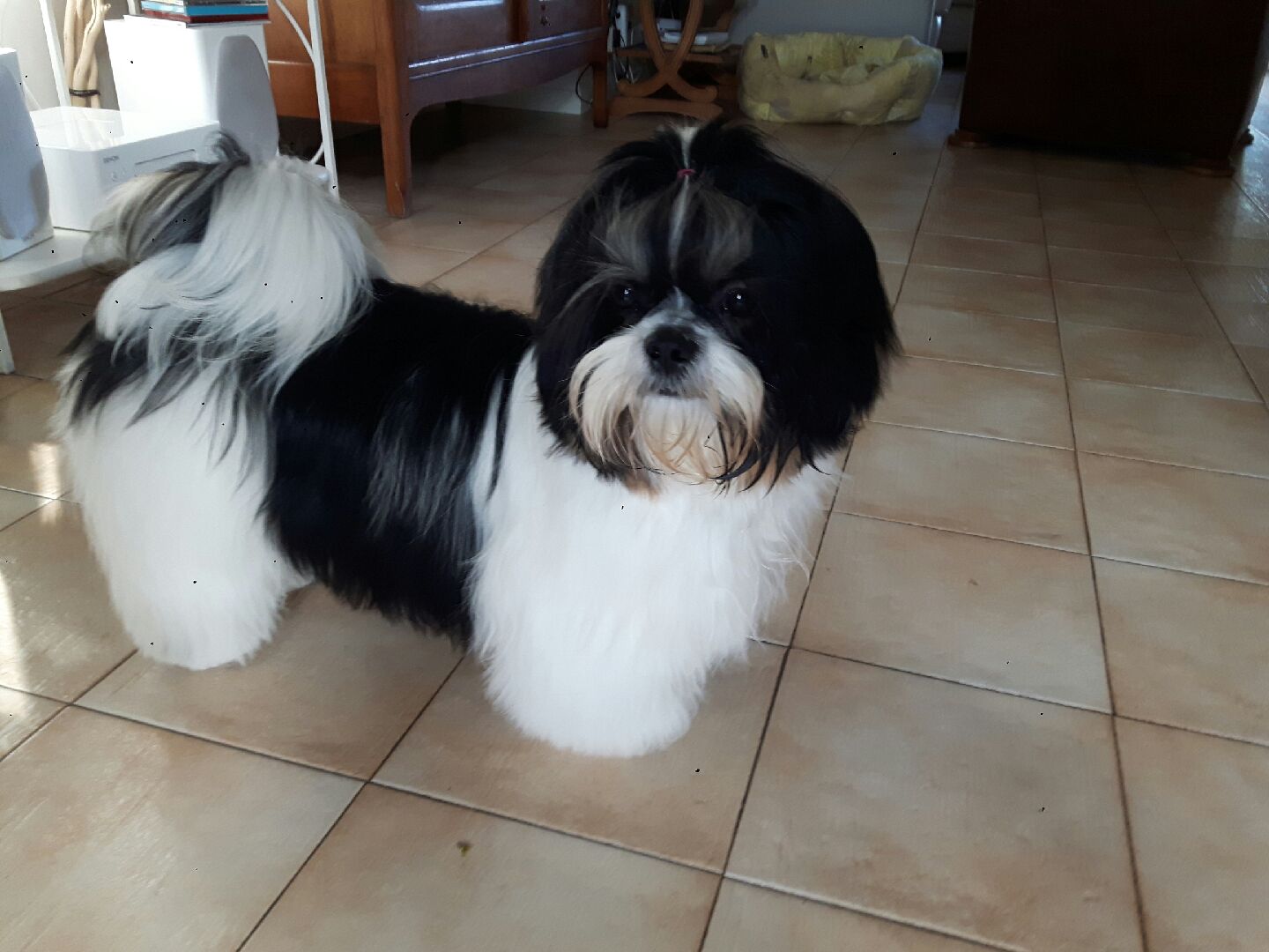 Shih tzu